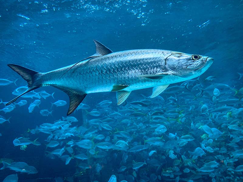Sarasota Angler’s Handbook: Fish Species in the Gulf Waters