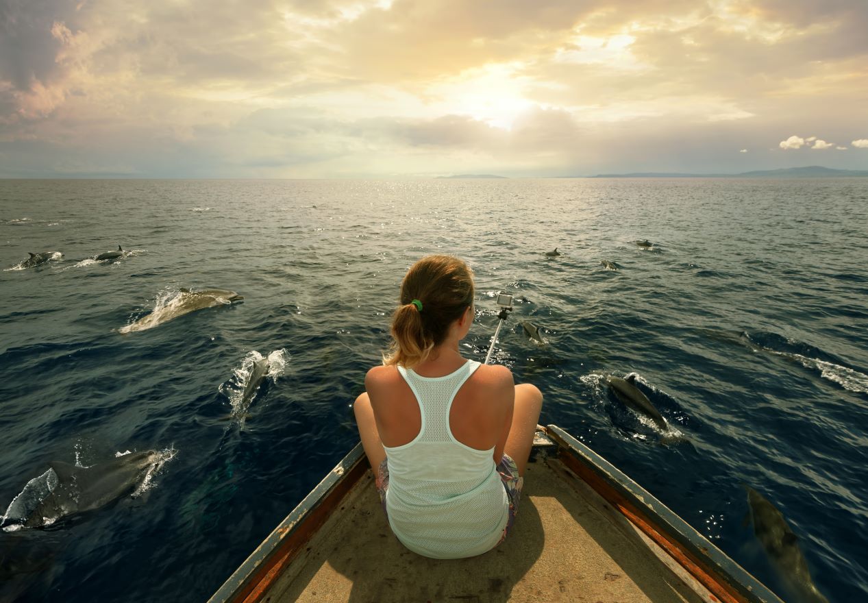 Discover the Magic of Sarasota Dolphin Tours