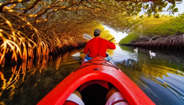 Explire Suncoast - Kayaking Through Lido Key Mangrove Tunnels